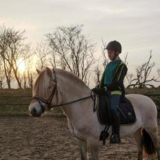 Fjordhest Oblings Frida