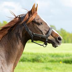 Anden særlig race Faluhla