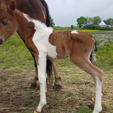 Welsh Partbred (Sec F) Team Babs's zorro