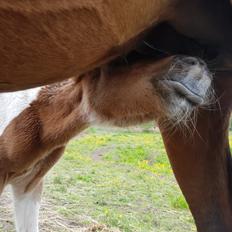 Welsh Partbred (Sec F) Team Babs's zorro