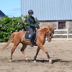 Dansk Varmblod Tovdal's D-Jay