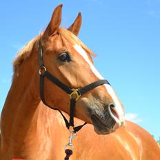 Dansk Varmblod Tovdal's D-Jay