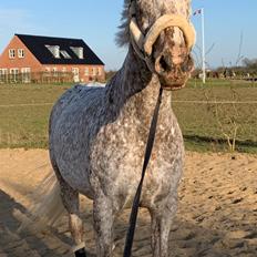 Anden særlig race Star