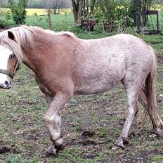 Welsh Mountain (sec A) Sofiendals damn good