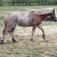 Welsh Mountain (sec A) Sofiendals damn good