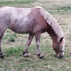 Welsh Mountain (sec A) Sofiendals damn good