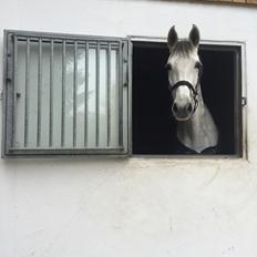 Dansk Varmblod Cover Girl PL