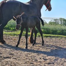 Frieser Mira af stald Lafrem