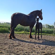 Frieser Mira af stald Lafrem