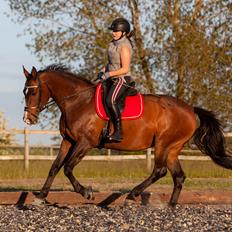 Dansk Varmblod JUCCA