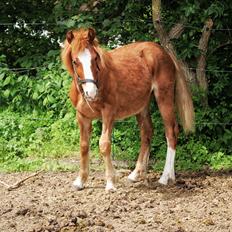 Anden særlig race midnigt Taima