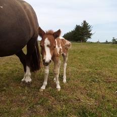Shetlænder Indian Princess (Indi)