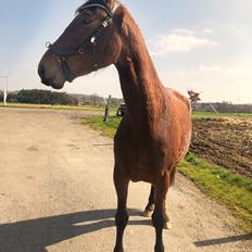 Frederiksborg Vestergårds Molann