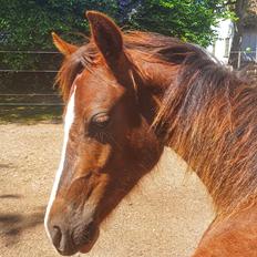 Welsh Pony (sec B) Lindebakkens Tutti-Frutti 