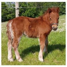 Shetlænder | Tusindfryds Allie