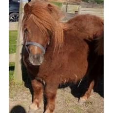 Shetlænder | Tusindfryds Allie