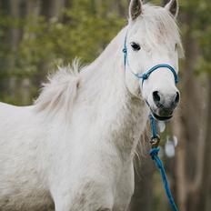 Anden særlig race Dino Soleil