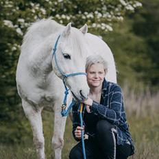 Anden særlig race Dino Soleil