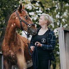 Appaloosa Oliver The Arrow