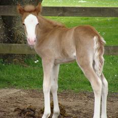 Islænder Gletta fra Østervang