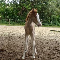 Islænder Gletta fra Østervang