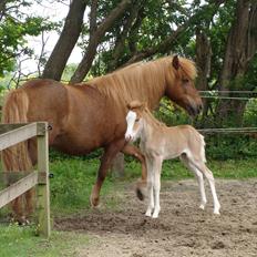 Islænder Gletta fra Østervang