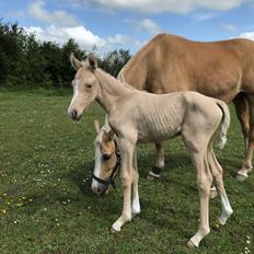 Palomino Silverline W'aiza