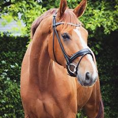 Dansk Varmblod Oksegaardens Lancelot (Upsen)