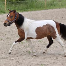 Amerikansk Miniature Godts Wild Bluebell