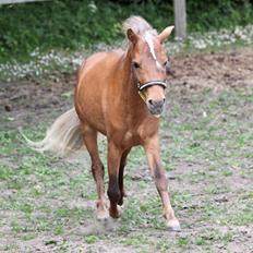 Amerikansk Miniature Bob Marley Is A Superstar