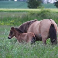 Islænder Líney Frá Holtsmúla 1