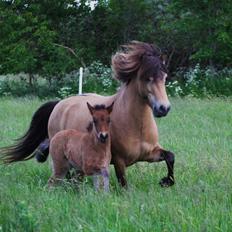 Islænder Líney Frá Holtsmúla 1