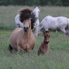 Islænder Líney Frá Holtsmúla 1