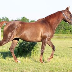 Anden særlig race Faluhla