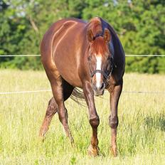 Anden særlig race Faluhla