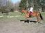 Tysk Sportspony Any