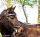 Trakehner Callisto