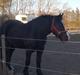 Irish Cob Playing Mustang Sally