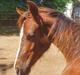 Welsh Pony (sec B) Lindebakkens Tutti-Frutti 