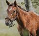 Appaloosa Oliver The Arrow