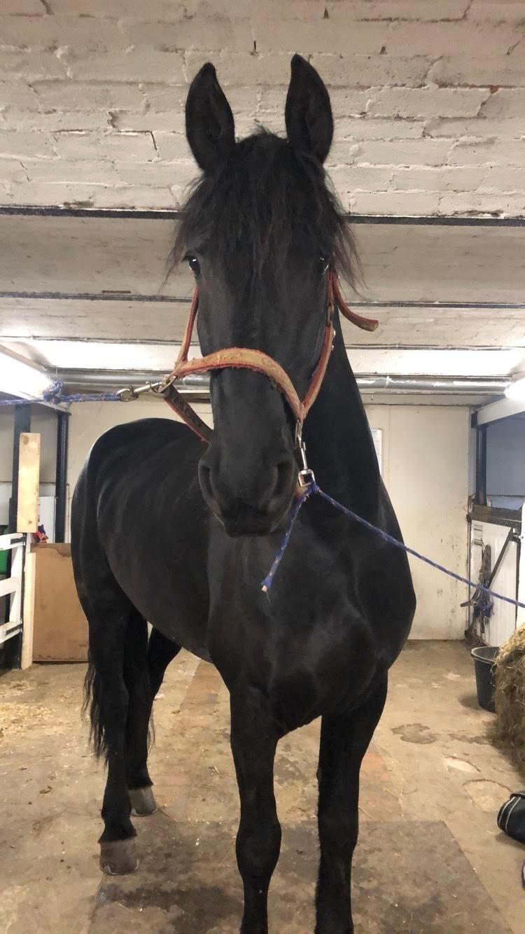 Frieser Norma billede 3