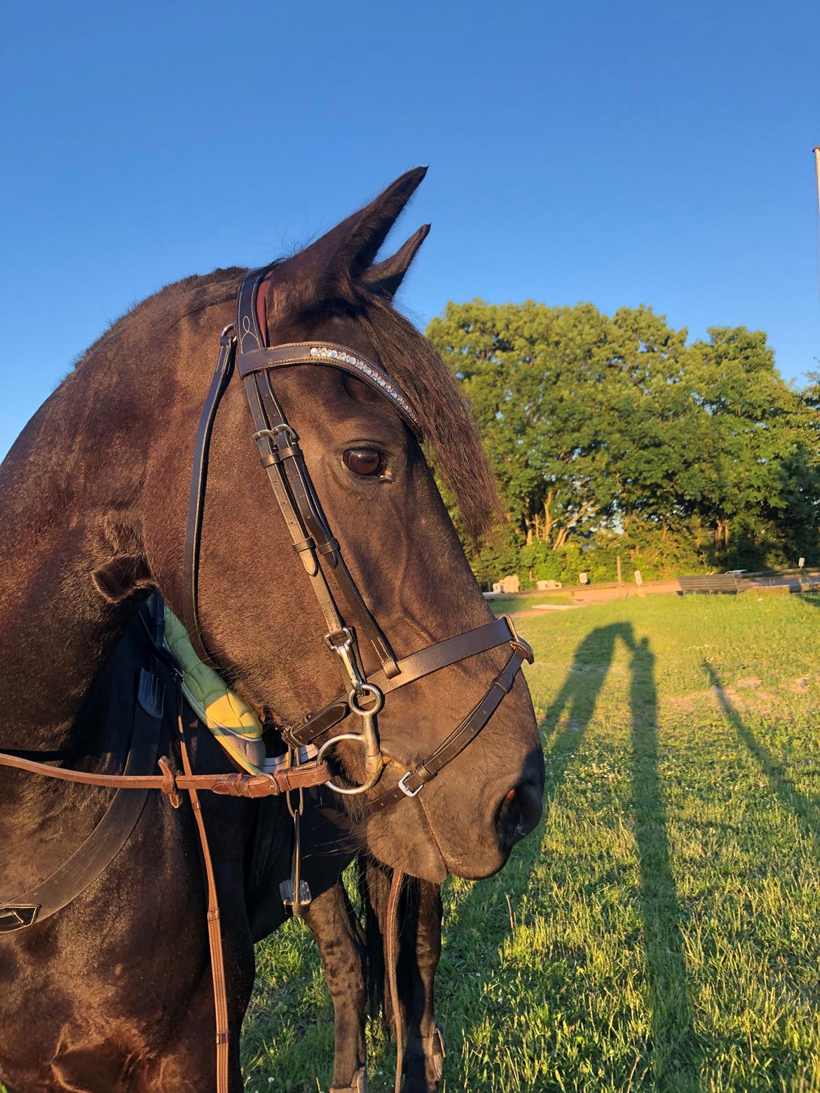 Frieser Norma billede 8