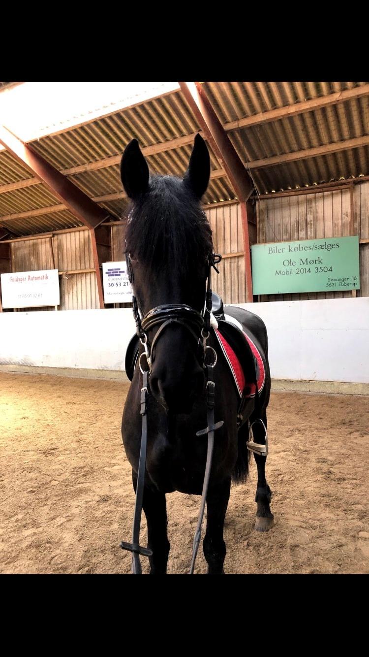 Frieser Norma billede 2