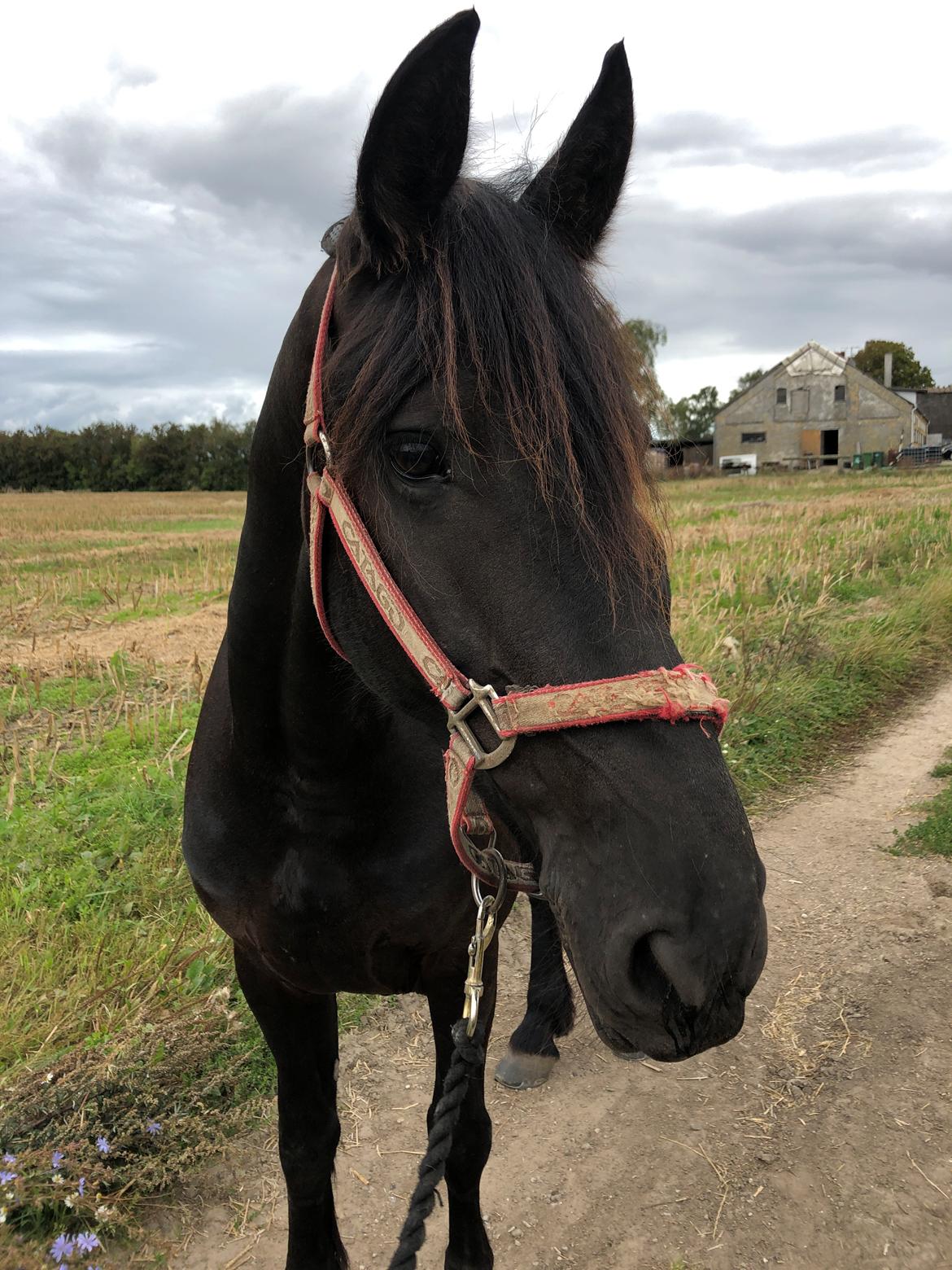 Frieser Norma billede 9