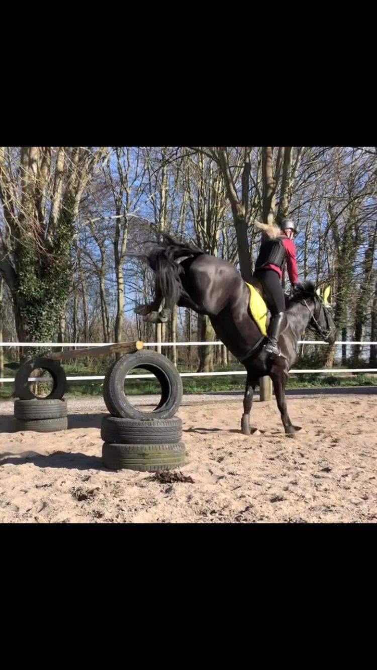 Frieser Norma billede 13