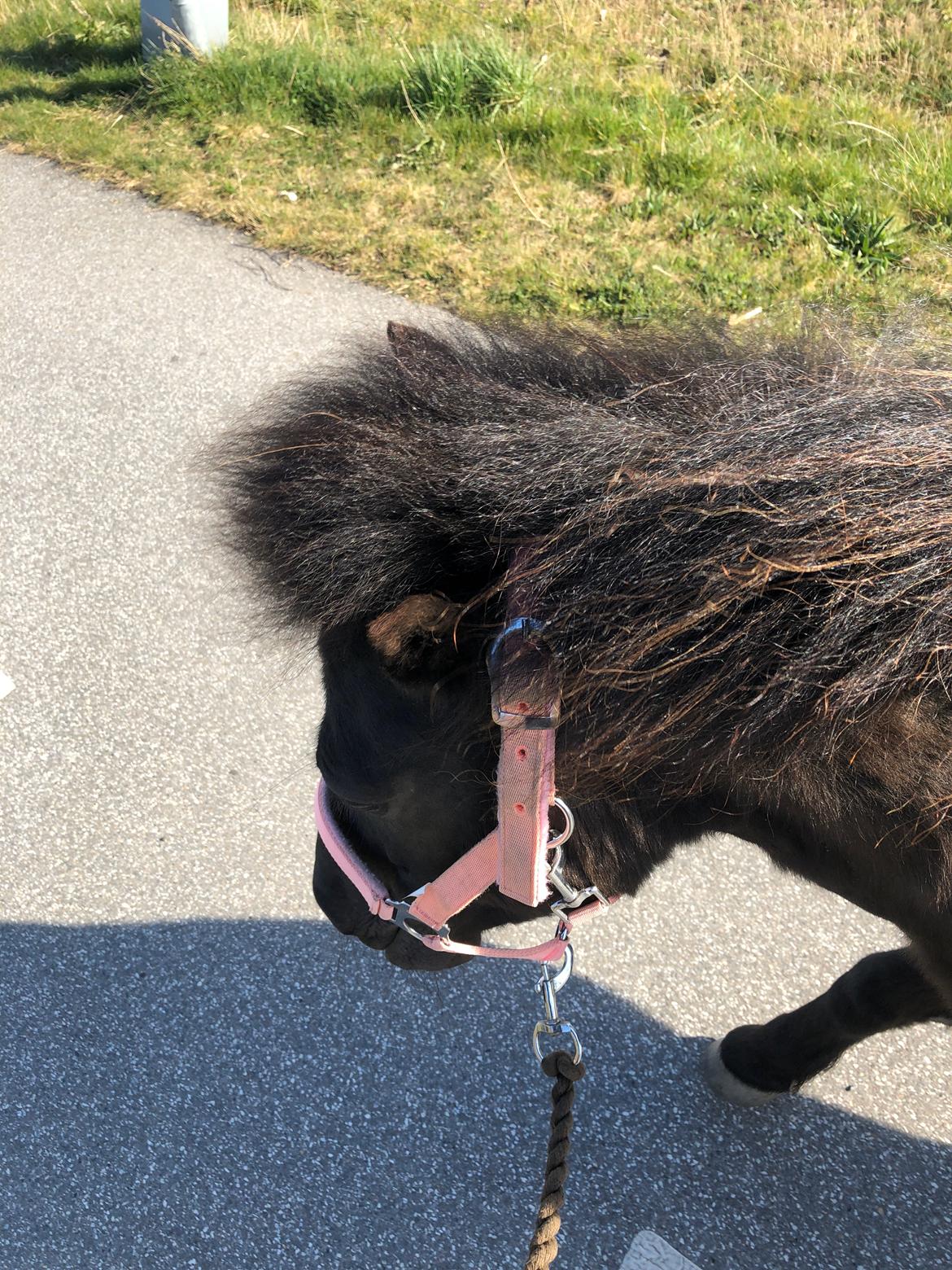 Anden særlig race Tutlick (Tulle) billede 2