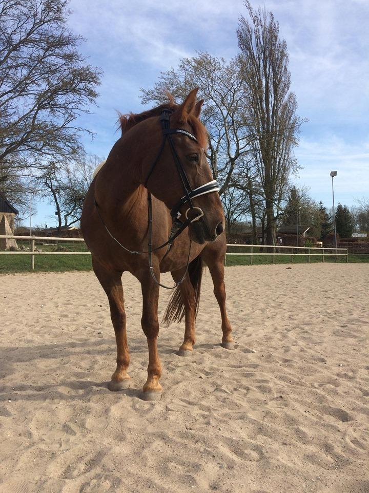 Anden særlig race Kalinka  billede 2