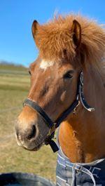 Islænder Grímséy fra Isfryd billede 1