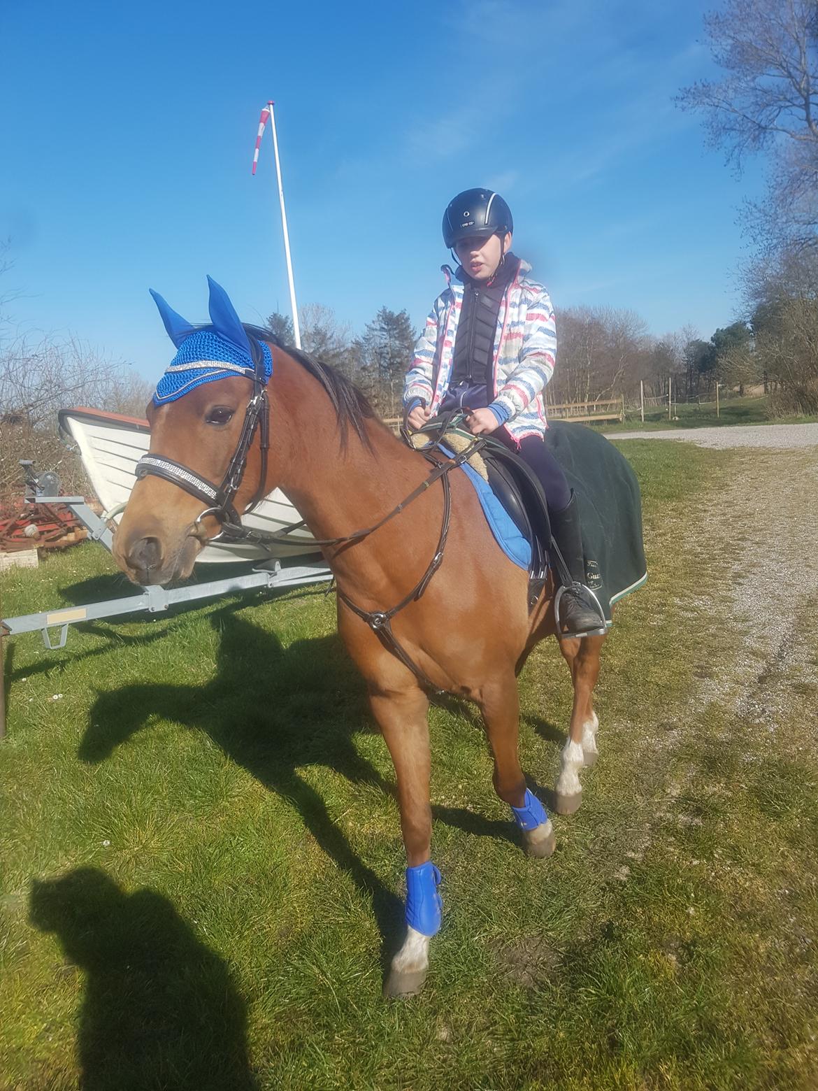 Tysk Sportspony Any billede 4