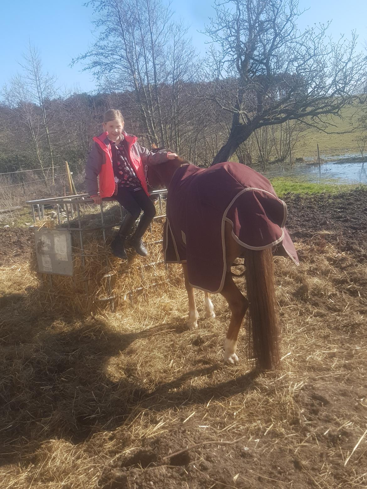 Tysk Sportspony Any billede 6